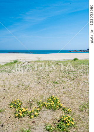 「青森県」白浜海水浴場　種差海岸 103958660
