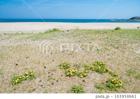 「青森県」白浜海水浴場　種差海岸 103958661