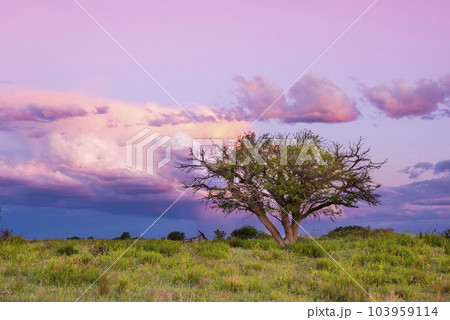 Landscape in La Pampa Argentina at sunset, La Pampa province, Patagonia, Argentina. 103959114