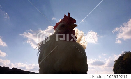 鶏さんと思い出作り 103959211