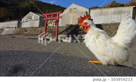 鶏さんと思い出作り 鶏さんと思い出作り 103959213