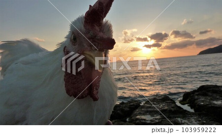 鶏さんと思い出作り 鶏さんと思い出作り 103959222