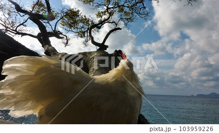 鶏さんと思い出作り 103959226