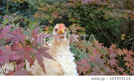 鶏さんと思い出作り 103959228