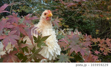 鶏さんと思い出作り 鶏さんと思い出作り 103959229