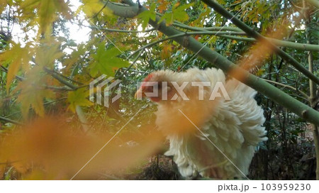 鶏さんと思い出作り 103959230