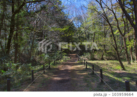 【所沢市】狭山丘陵・トトロの森 103959664
