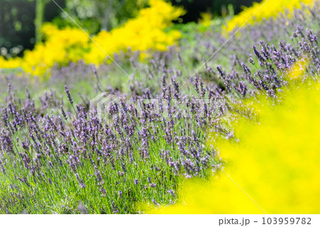 ラベンダーの花　蒜山高原 103959782