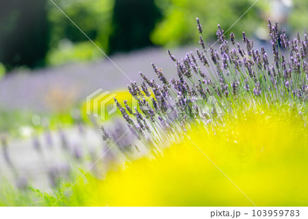 ラベンダーの花　蒜山高原 103959783