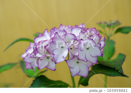ヤマアジサイ ヤマアジサイ 103959881