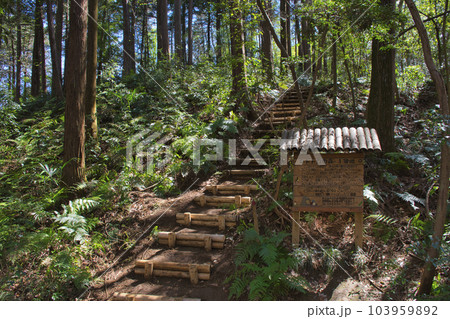 【所沢市】狭山丘陵・トトロの森1号地 103959892
