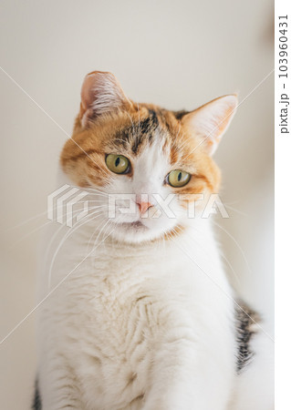 室内飼いの可愛い三毛猫 103960431