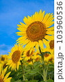 青い夏空の向日葵から元気貰えます 103960536