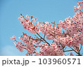 春の訪れを河津桜が伝えてくれました 103960571
