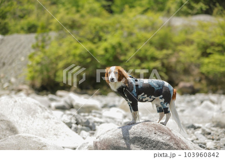 洋服を着た犬が大きな岩の上で立っている様子 洋服を着た犬が大きな岩の上で立っている様子 103960842