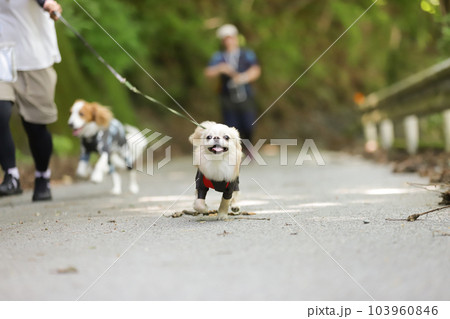 名前を呼ばれたチワワが全力で走ってくる様子 103960846