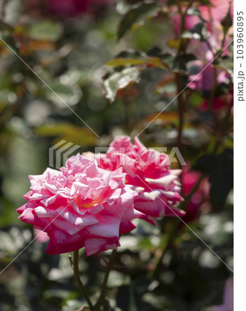 赤色の美しい薔薇の花『プリンセス・チチブ』 赤色の美しい薔薇の花『プリンセス・チチブ』 103960895