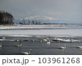 白鳥の湖 103961268