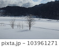 寒さに耐える樹木 103961271