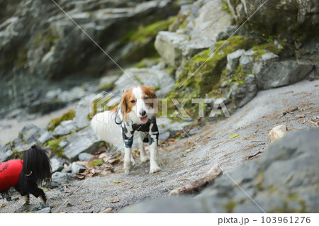 岩場の道を笑顔で楽しそうに歩くコーイケルホンディエ 103961276
