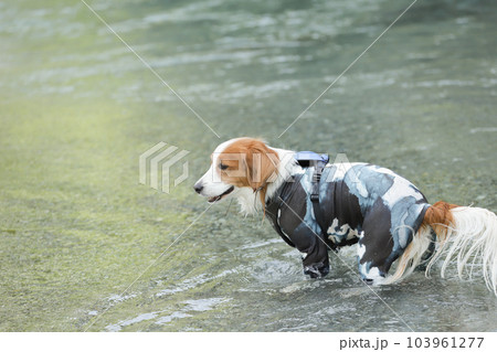 ラッシュガードを着た犬が川の中で遊ぶ様子 103961277