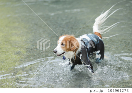 ラッシュガードを着た犬が川の中で遊ぶ様子 103961278