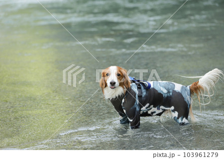 ラッシュガードを着た犬が川の中で遊ぶ様子 103961279