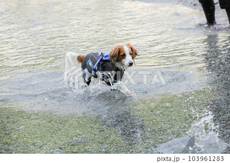 ラッシュガードを着た犬が川の中で遊ぶ様子 103961283