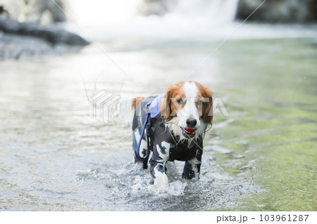 ラッシュガードを着た犬が川の中でボール遊びをする様子 ラッシュガードを着た犬が川の中でボール遊びをする様子 103961287