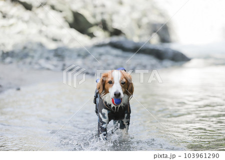 ラッシュガードを着た犬が川の中でボール遊びをする様子 103961290