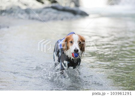 ラッシュガードを着た犬が川の中でボール遊びをする様子 103961291