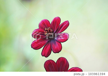 パステル調 ”チョコレートコスモス” イラストイメージ パステル調 ”チョコレートコスモス” イラストイメージ 103961394