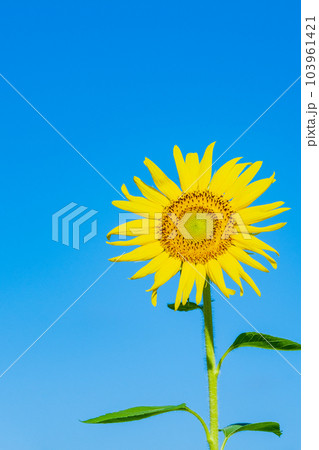 ひまわり ひまわり 103961421