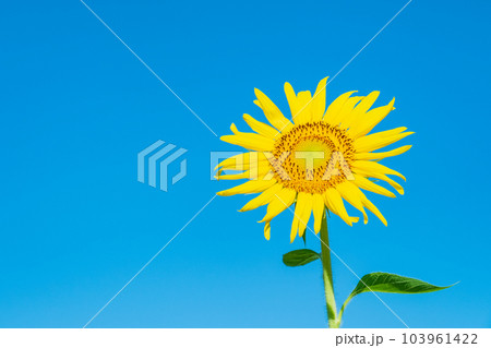 ひまわり 103961422