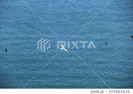 ウミネコ(海猫)/凪いだ海面の上を滑空している様子 103961616