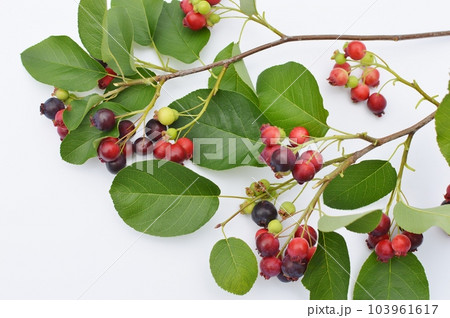 果実が実ったジューンベリーの枝　 103961617