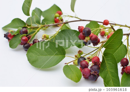 果実が実ったジューンベリーの枝　　 103961618