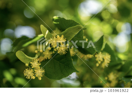 可愛いセイヨウボダイジュの花 103961922