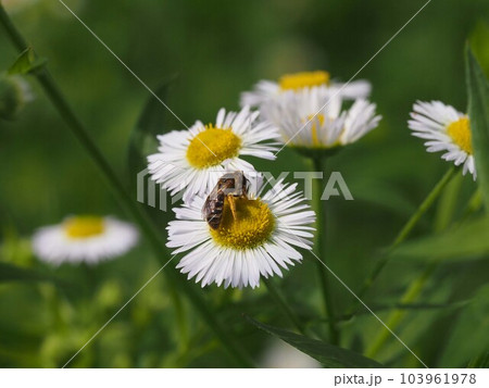 ヒメジョオンの花にとまってごそごそやってるウツギ ヒメハナバチ 103961978