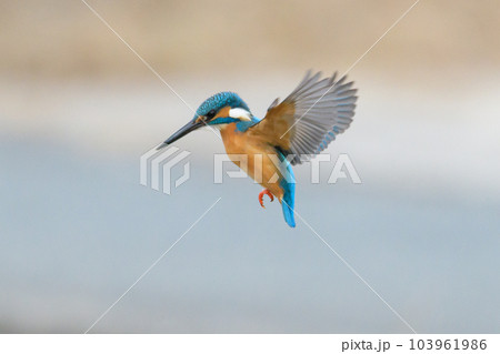 ●カワセミホバリング 103961986