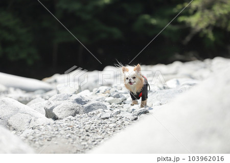 砂利道を笑顔で走ってくるクリーム色のチワワ 砂利道を笑顔で走ってくるクリーム色のチワワ 103962016