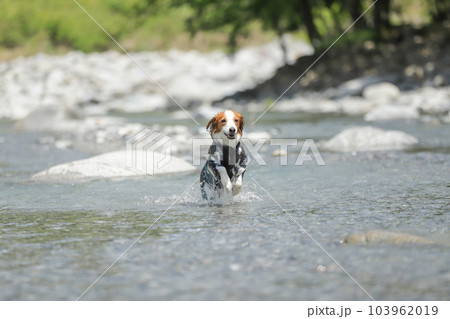 川の中で楽しくはしゃいでいる犬の様子 川の中で楽しくはしゃいでいる犬の様子 103962019