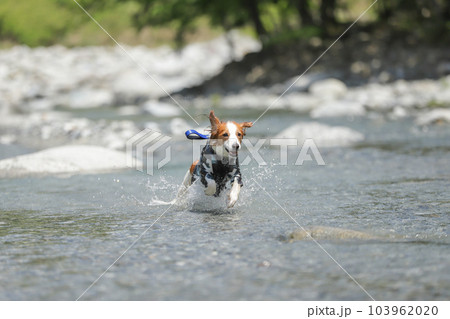 浅瀬の川で水しぶきをあげながら笑顔で走る犬 103962020