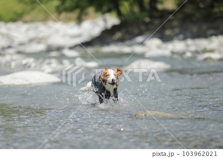 浅瀬の川で水しぶきをあげながら笑顔で走る犬 103962021