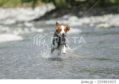 浅瀬の川で水しぶきをあげながら笑顔で走る犬 103962023