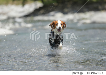 浅瀬の川で水しぶきをあげながら笑顔で走る犬 浅瀬の川で水しぶきをあげながら笑顔で走る犬 103962024
