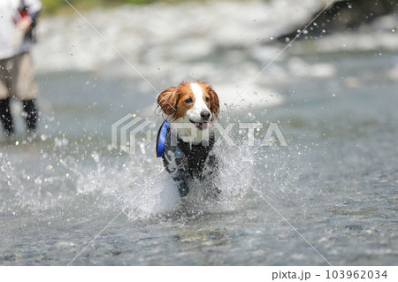 浅瀬の川で水しぶきをあげながら笑顔で走る犬 103962034