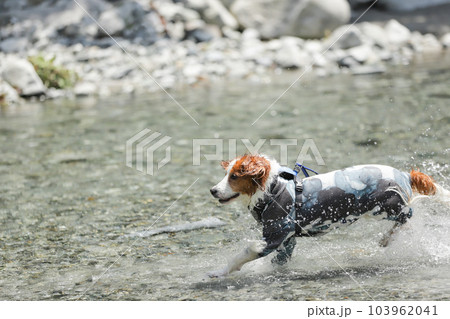浅瀬の川で水しぶきをあげながら笑顔で走る犬 浅瀬の川で水しぶきをあげながら笑顔で走る犬 103962041