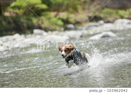浅瀬の川で水しぶきをあげながら笑顔で走る犬 浅瀬の川で水しぶきをあげながら笑顔で走る犬 103962042