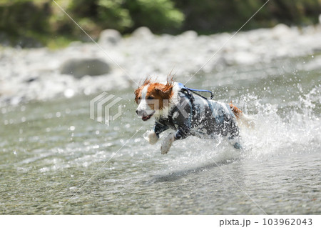 浅瀬の川で水しぶきをあげながら笑顔で走る犬 103962043
